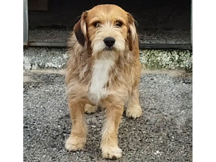 Antonio, ejemplo de perro en adopción disponible en el albergue canino municipal.